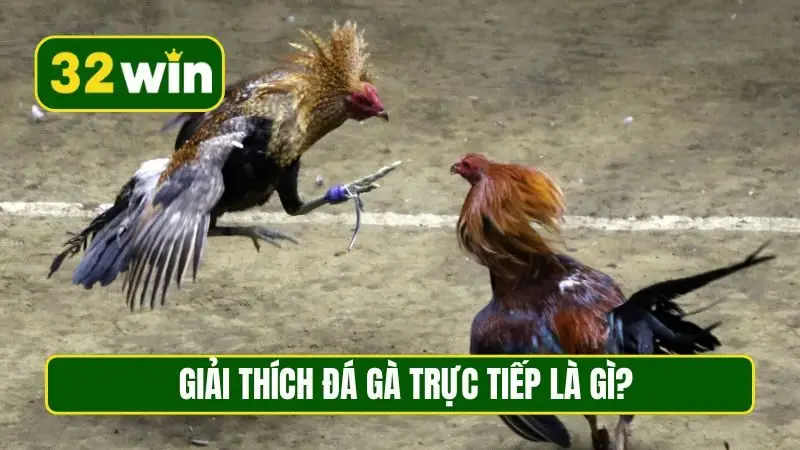 Giải thích đá gà trực tiếp là gì?