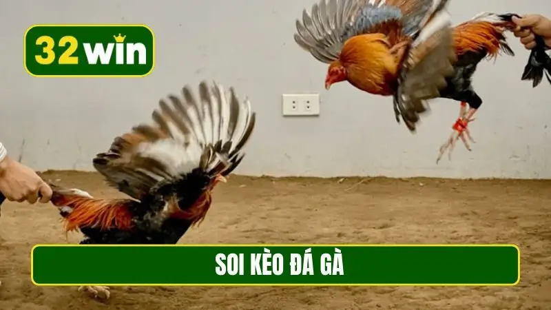 soi kèo đá gà
